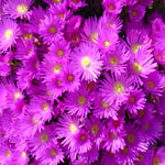 Image 03